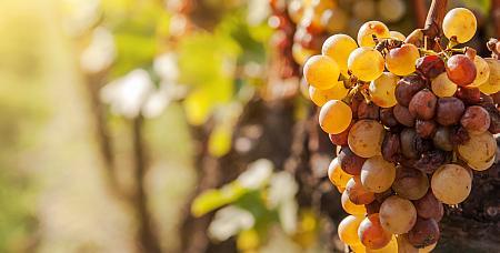 Seltene Rebsorten bei vinorique.com